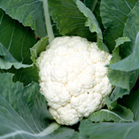 Cauliflower Seeds - Mayflower F1