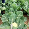 Cauliflowers Seeds - Speed Star F1