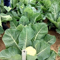 Cauliflowers Seeds - Speed Star F1