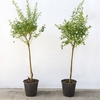 Ceanothus