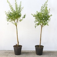 Ceanothus