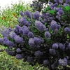 Ceanothus Concha
