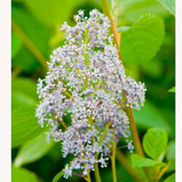 Ceanothus delilianus Plant - Gloire de Versailles