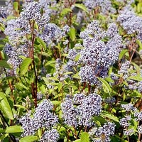 Ceanothus pallidus Marie Bleu ® NOBLE®