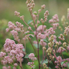 Ceanothus pallidus Plant - Marie Rose