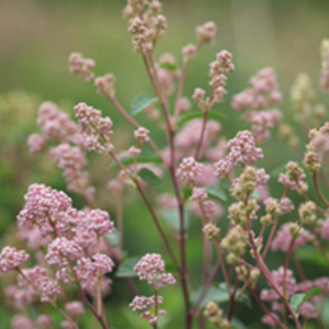 Ceanothus pallidus Plant - Marie Rose