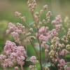Ceanothus pallidus Plant - Marie Rose®
