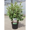 Ceanothus pallidus Plant - Marie Simon