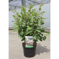 Ceanothus pallidus Plant - Marie Simon