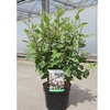 Ceanothus pallidus Plant - Marie Simon