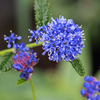 Ceanothus Plant - Blue Mound