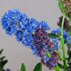 Ceanothus Plant - Concha