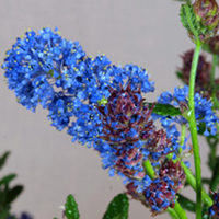 Ceanothus Plant - Concha