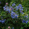 Ceanothus Plant - Puget Blue