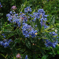 Ceanothus Plant - Puget Blue