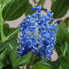 Ceanothus Plant - Thyrsiflorus Skylark
