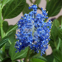 Ceanothus Plant - Thyrsiflorus Skylark