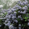 Ceanothus Puget Blue