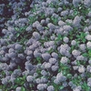 Ceanothus thrysifolius repens Plant