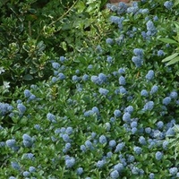 Ceanothus thrysifolius repens Plant