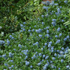 Ceanothus thrysifolius repens Plant