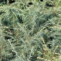 Cedrus deodara Plant