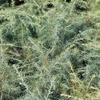 Cedrus deodara Plant