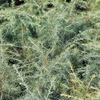 Cedrus deodara Plant