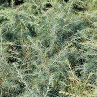 Cedrus deodara Plant