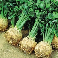 Celeriac Seeds - Prinz