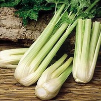 Celery Plants - Golden Spartan