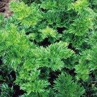 Celery Seeds - Par-cel
