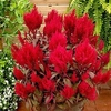 Celosia Dragons Breath (10)