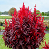 Celosia Plants - Dragon