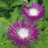 Centaurea dealbata Plant
