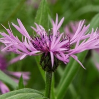 Centaurea montana