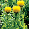Centaurea Plant - macrocephala