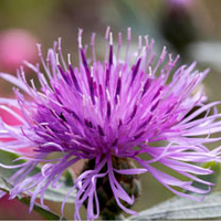 Centaurea Plant - Silver Feathers