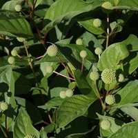Cephalanthus occidentalis* Plant