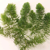 Ceratophyllum Demersum Plants