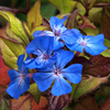 Ceratostigma Plant - Willmottianum