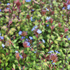 Ceratostigma willmottianum Plant