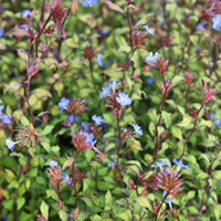 Ceratostigma willmottianum Plant
