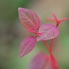 Cercidiphyllum Japonicum