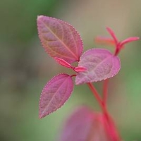 Cercidiphyllum Japonicum