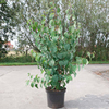Cercidiphyllum japonicum Plant