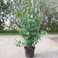 Cercidiphyllum japonicum Plant