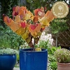 Cercis Canadensis ‘Eternal Flame’®