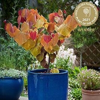 Cercis Canadensis ‘Eternal Flame’®