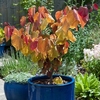 Cercis Plant - Eternal Flame